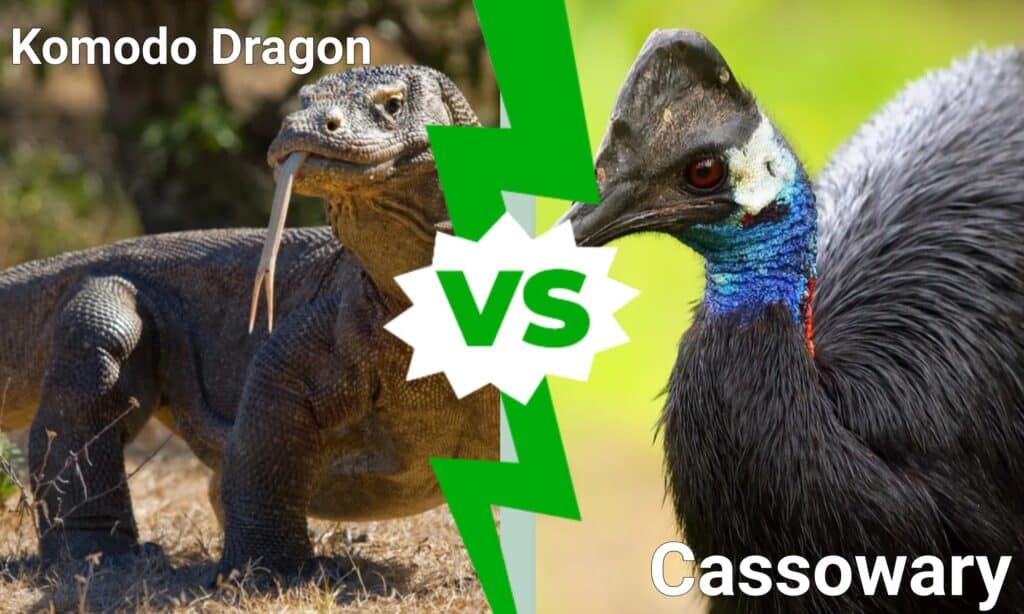 drago di Komodo contro l'uccello più letale del mondo