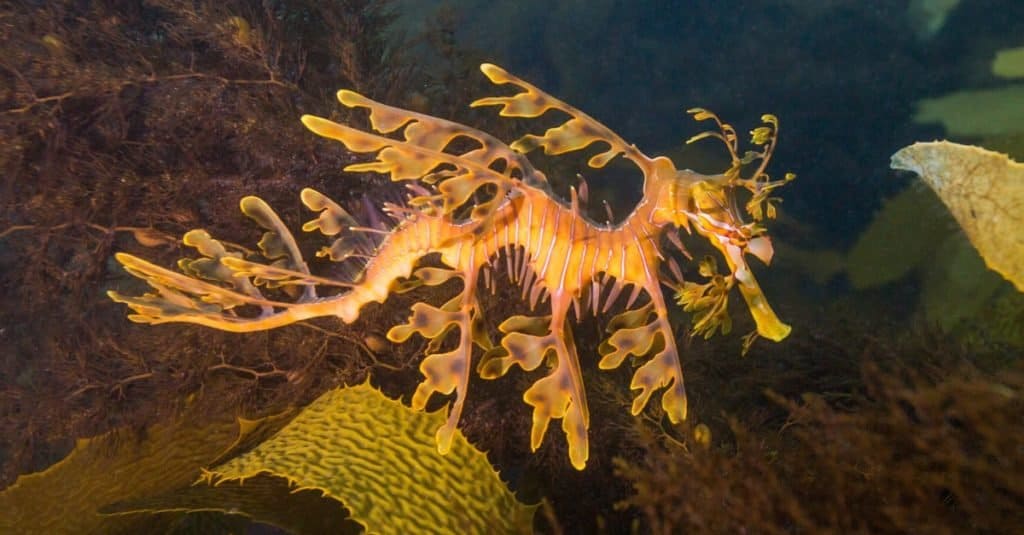 Animale più strano: drago marino frondoso