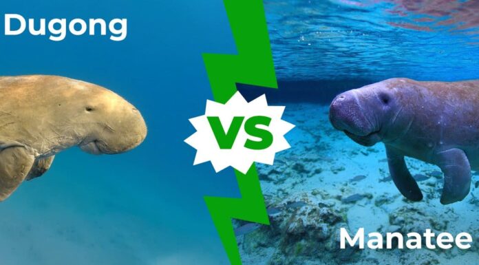 Dugong vs Manatee: 9 differenze chiave spiegate
