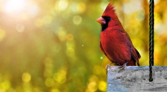 Durata della vita cardinale: quanto tempo vivono i cardinali?
