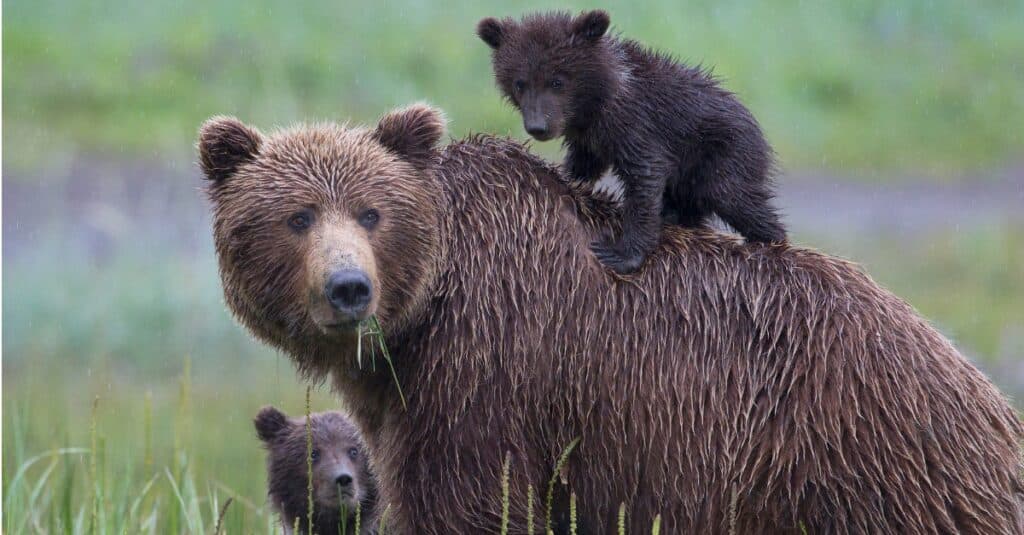 L'orso più grande è l'orso bruno 
