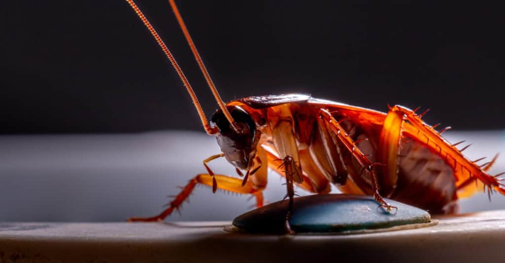 Colpo di profilo dello scarafaggio
