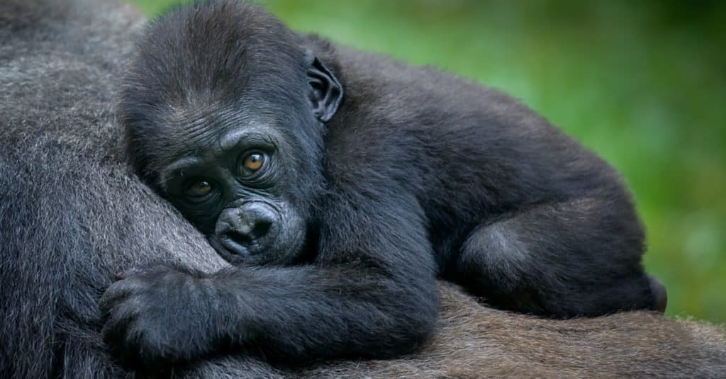 Un cucciolo di gorilla con sua madre.