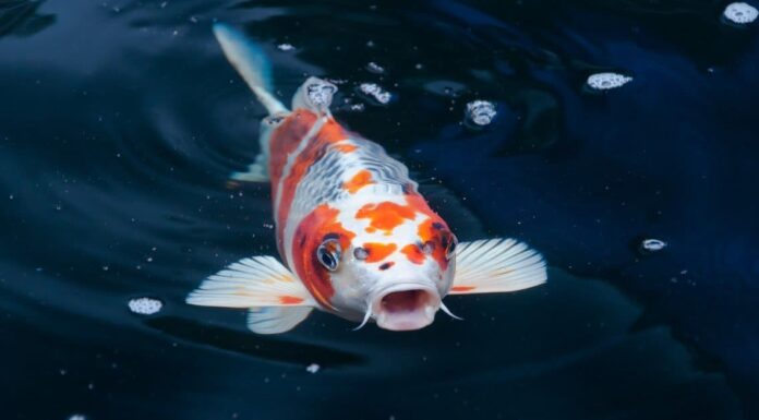 Durata della vita dei pesci Koi: quanto tempo vivono i pesci Koi?

