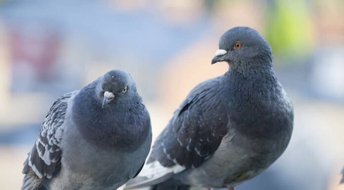 Two feral pigeons perched on a metal bar.