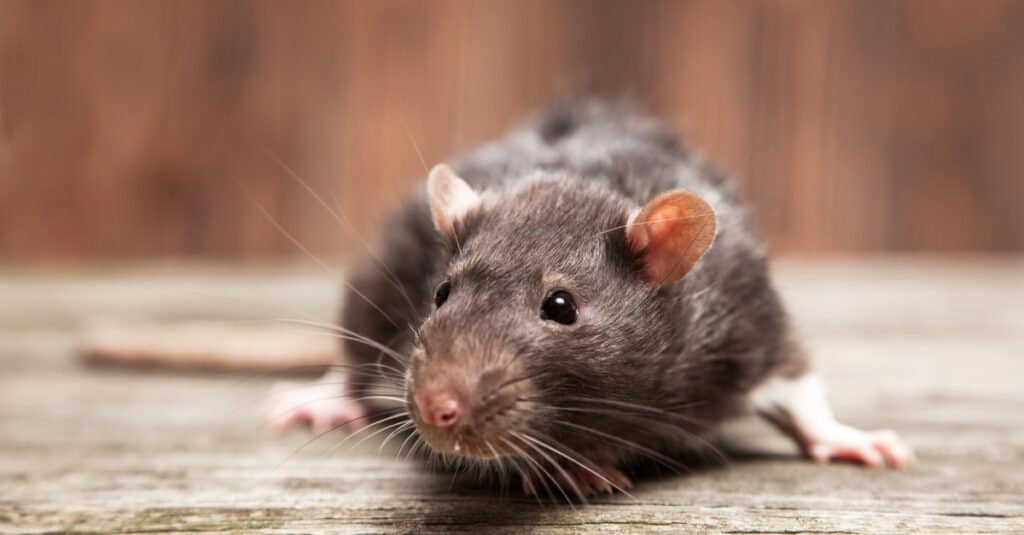 Quanto vivono i ratti?
