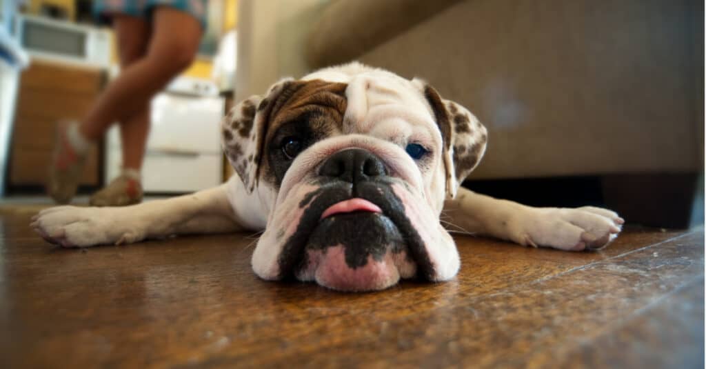 Il cane più calmo è il bulldog sdraiato con la lingua fuori