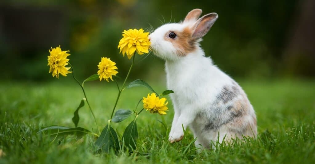 Quanto vivono i coniglietti?