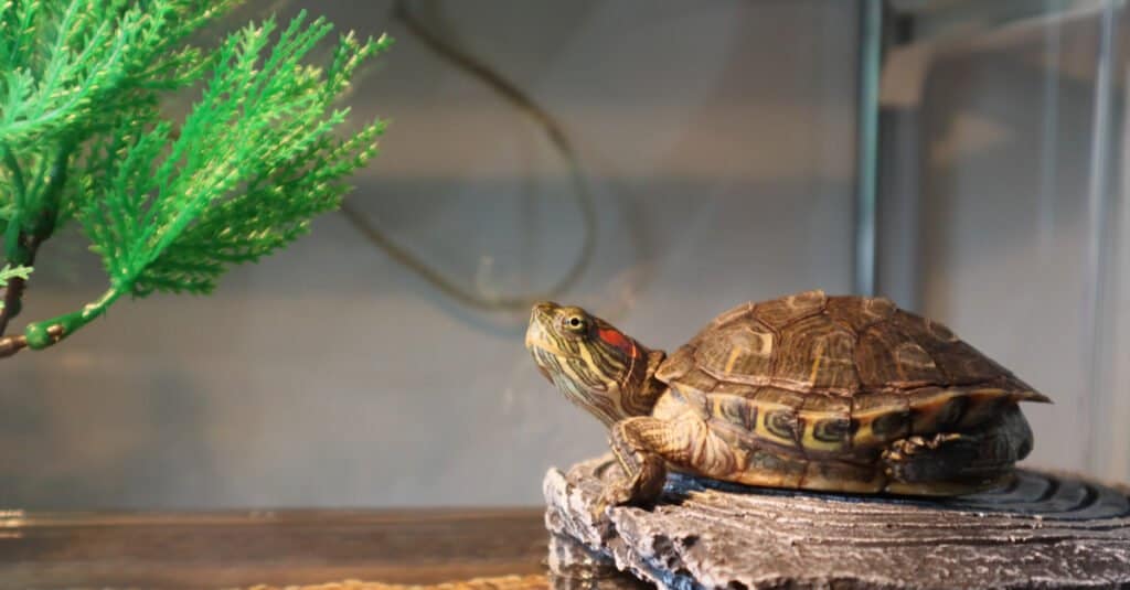Cosa mangiano le tartarughe di stagno - Cursore dalle orecchie rosse per animali domestici