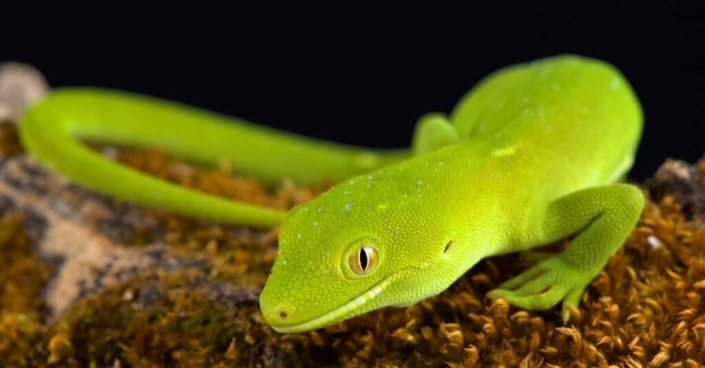Bellissimi animali verdi - Wellington Green Gecko