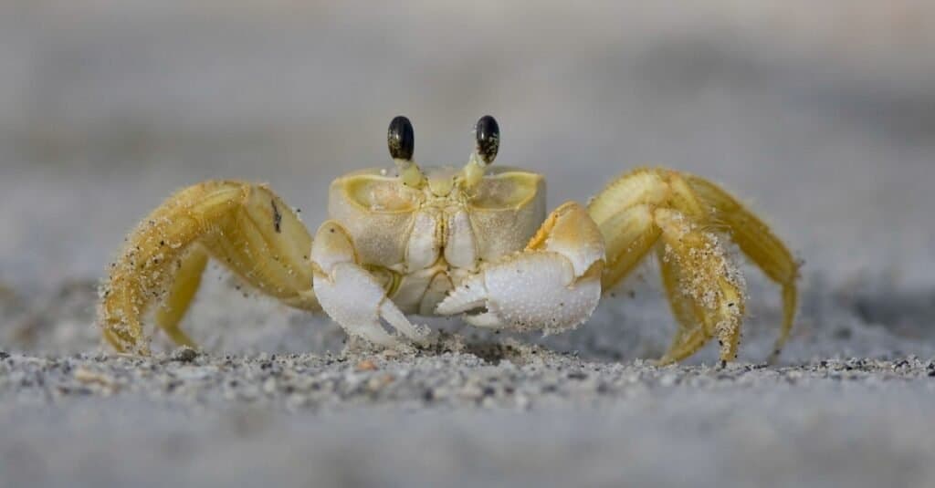 Granchio fantasma, un granchio di sabbia, che cammina sulla spiaggia.