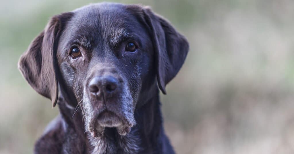 Labrador Retriever Durata della vita - Labrador anziano