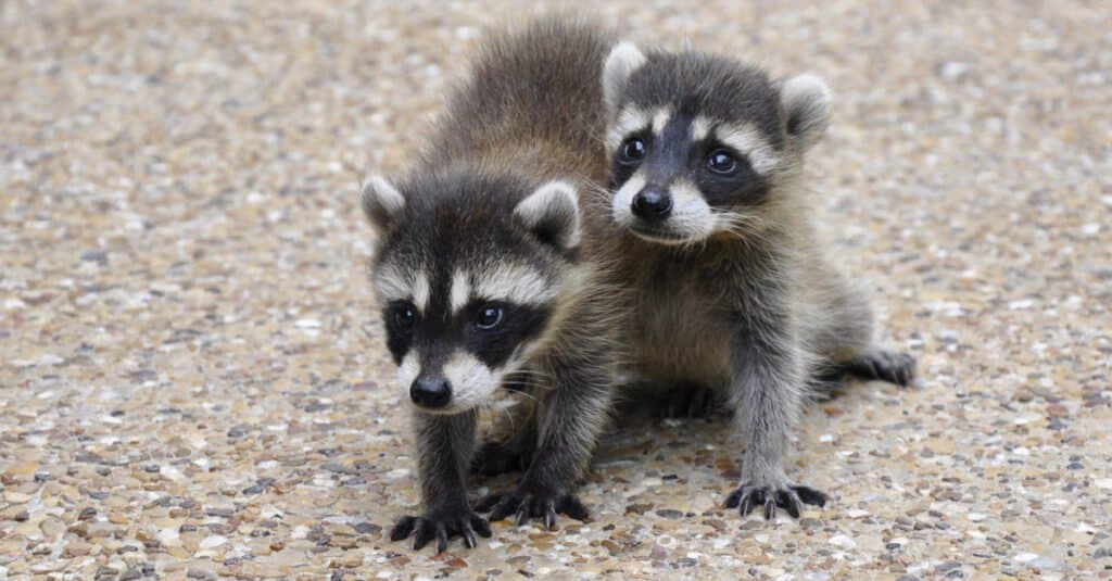 fratelli procione bambino