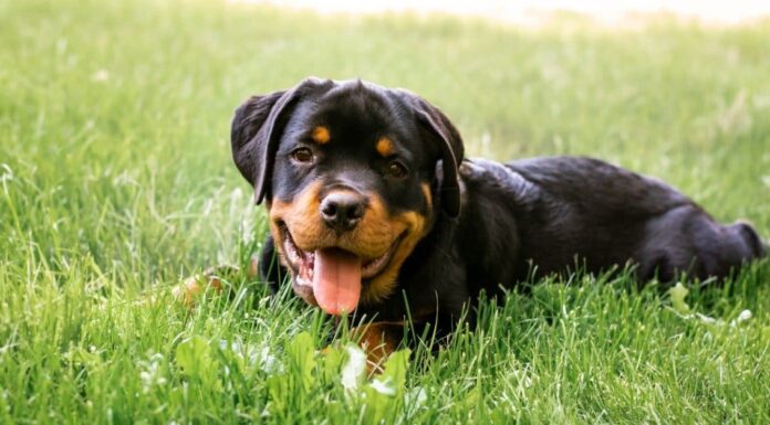 Durata della vita del rottweiler: quanto tempo vivono i rottweiler?
