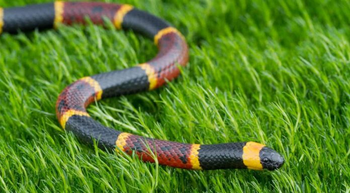 Durata della vita del serpente: quanto tempo vivono i serpenti?
