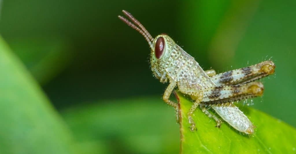 Chiuda sulla foto della cavalletta del bambino sulla foglia verde