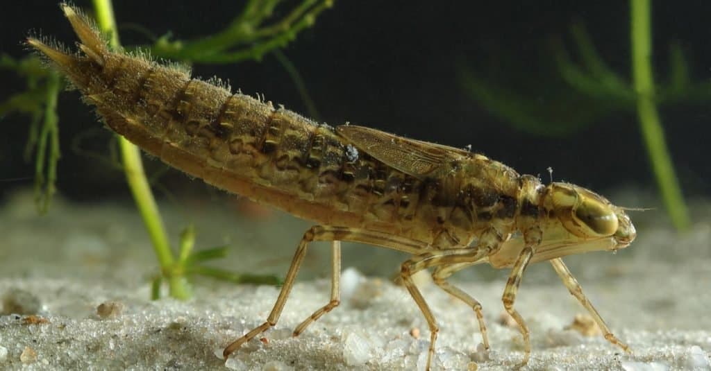 Larva di libellula sott'acqua