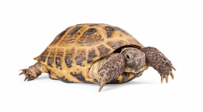 Durata della vita della tartaruga russa: quanto tempo vivono?

