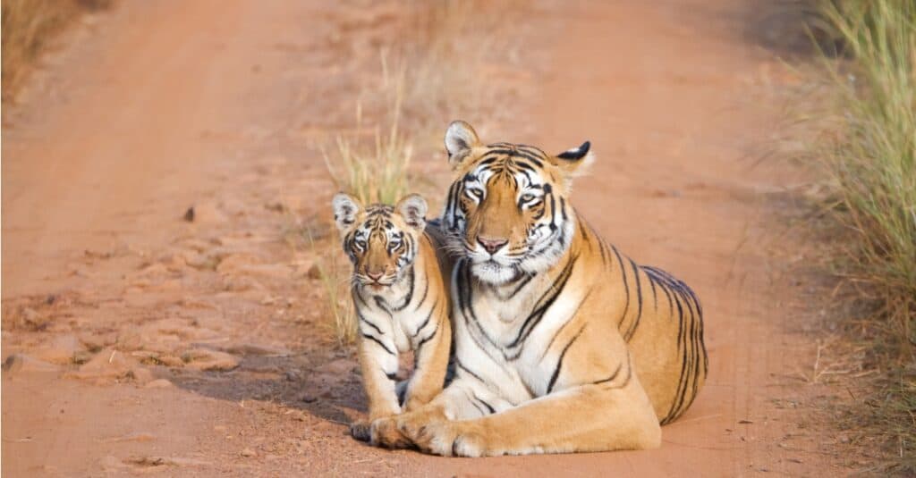 Madre tigre e cucciolo di tigre.