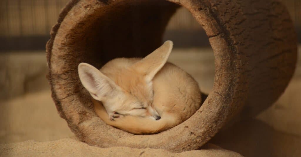baby fennec volpe che dorme