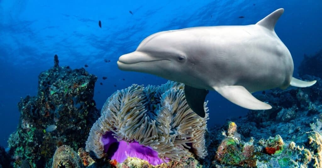 Animali che vivono nelle barriere coralline: i delfini