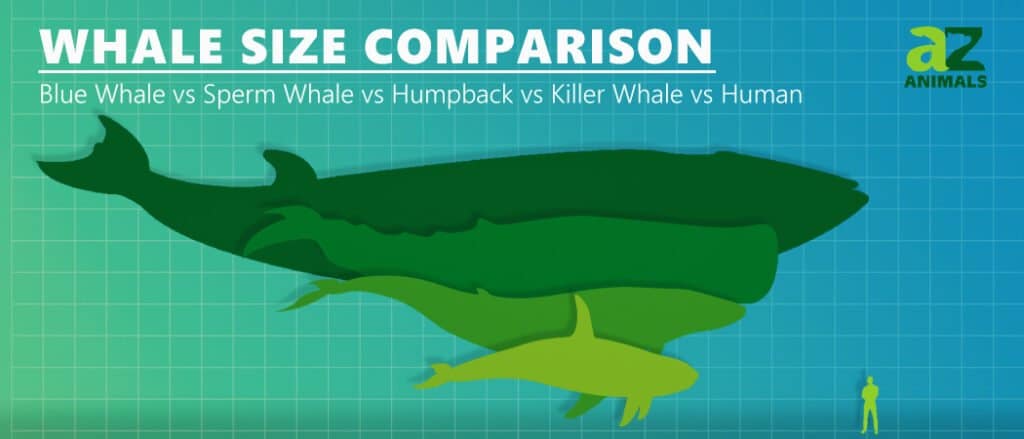 confronto delle dimensioni delle balene