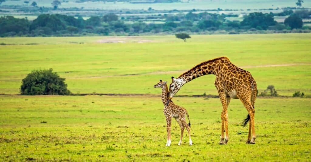 piccola giraffa - madre giraffa e vitello giraffa