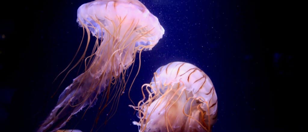 Animali che brillano: meduse