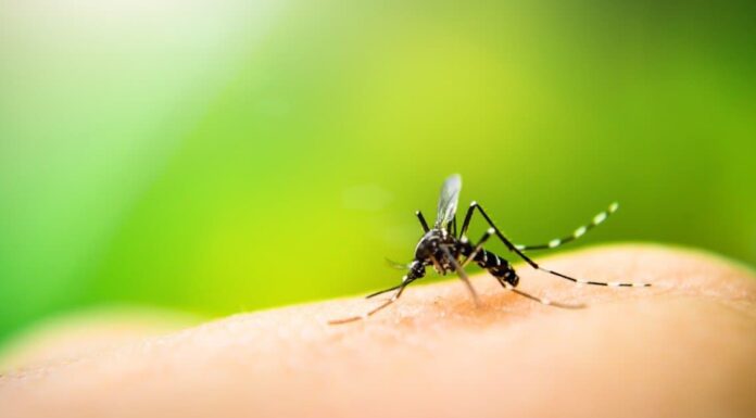 Durata della vita delle zanzare: quanto tempo vivono le zanzare?
