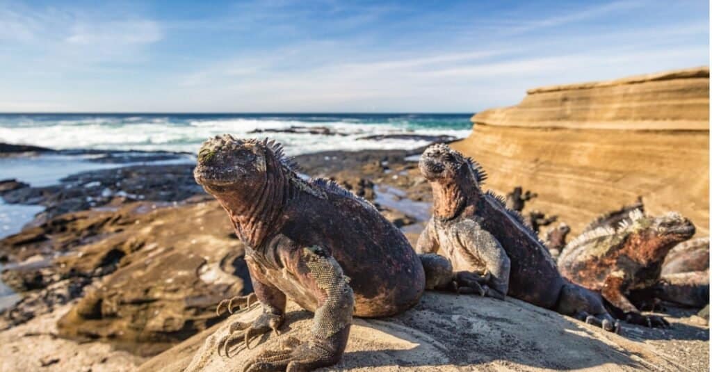 due-iguane-marine-sedute-su-una-roccia