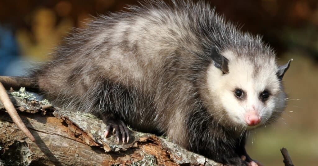 Gli adattamenti degli animali più pazzi: l'opossum