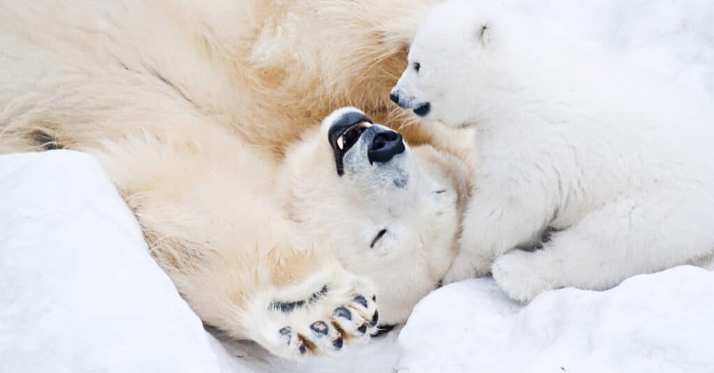 Baby Polar Bear - Orso polare con mamma