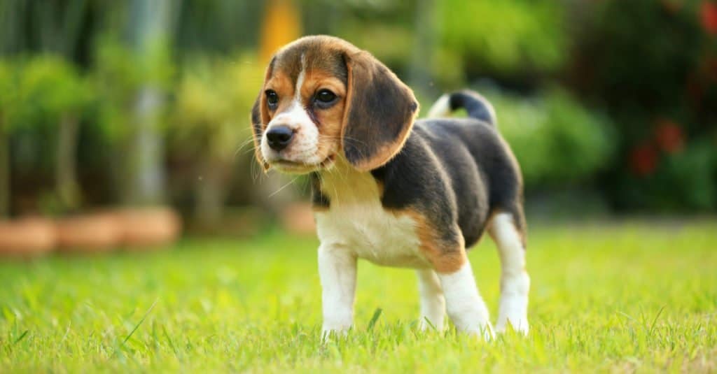 Quanto vivono i beagle?