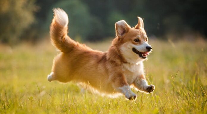 Durata della vita di Corgi: quanto tempo vivono i Corgi?
