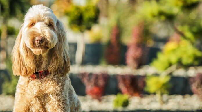 How long do goldendoodles live?