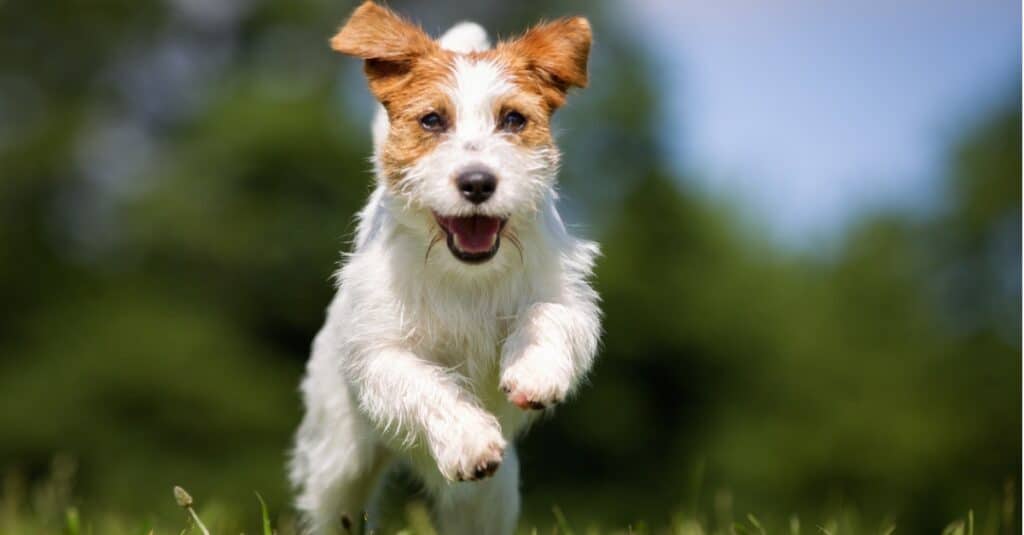 I cani più veloci: Jack Russell Terrier