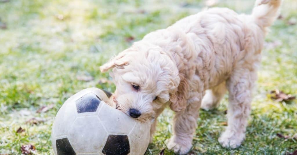 Cucciolo di Labradoodle australiano crema che gioca in giardino con un calcio in bocca sull'erba verde