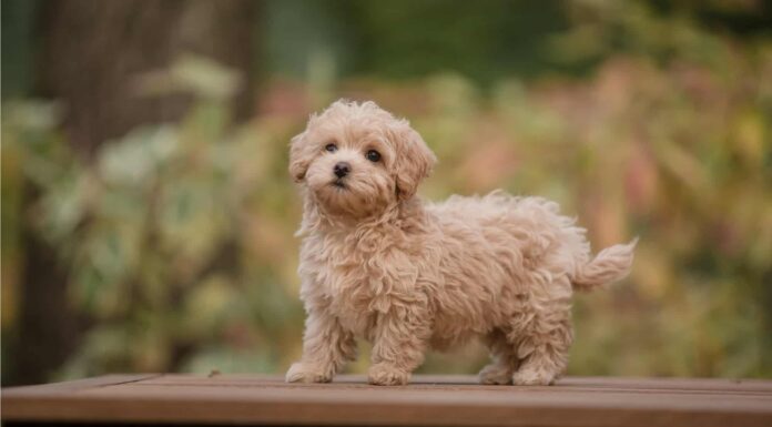 Durata della vita di Maltipoo: quanto tempo vivono i Maltipoo?
