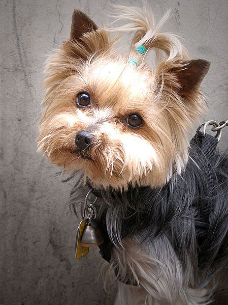 Un Yorkshire terrier guardando la telecamera