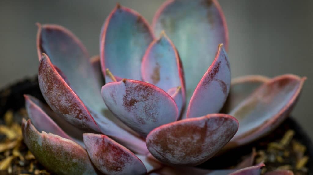 Primo piano di una pianta Echeveria Purple Pearl