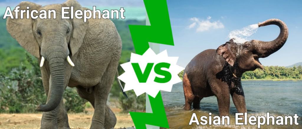 elefante africano vs elefante asiatico