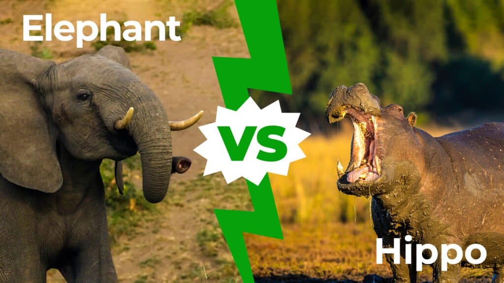 Elefante contro ippopotamo