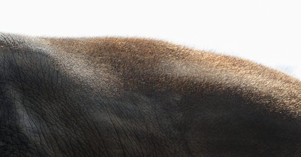 Capelli di elefante - Primo piano di capelli sulla schiena di un elefante 