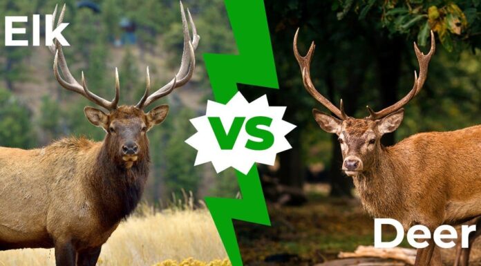 Elk vs Deer: 8 differenze chiave spiegate
