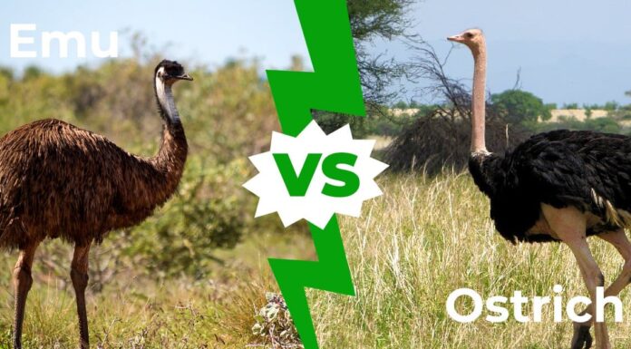 Emu vs Struzzo: 9 differenze chiave tra questi uccelli giganti
