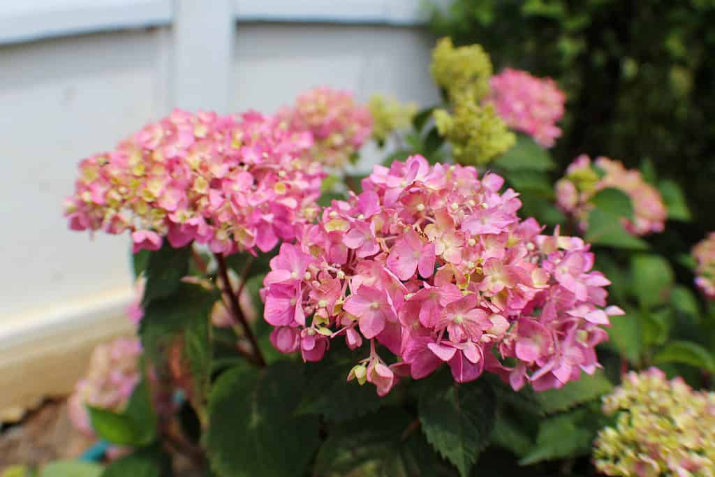 Fiore di ortensia Bloomstruck