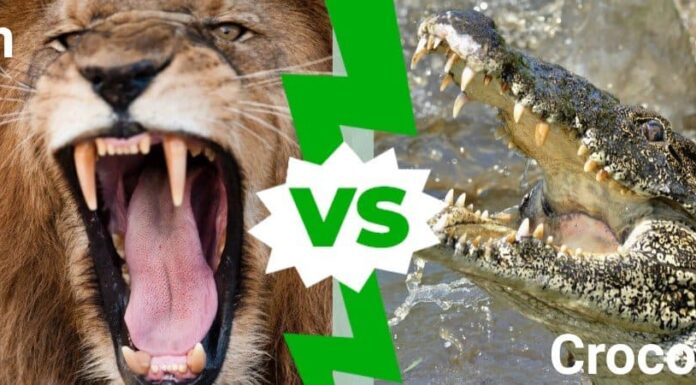 Enorme leone maschio distrugge il coccodrillo che cammina sulla sua terra
