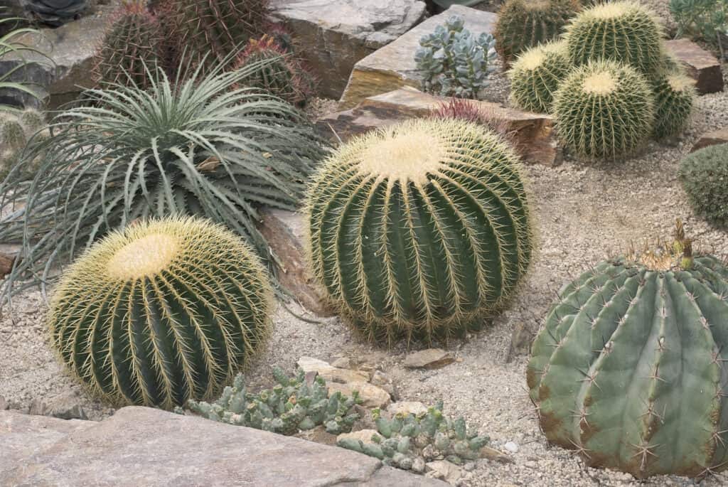 Cactus che cresce nel clima desertico