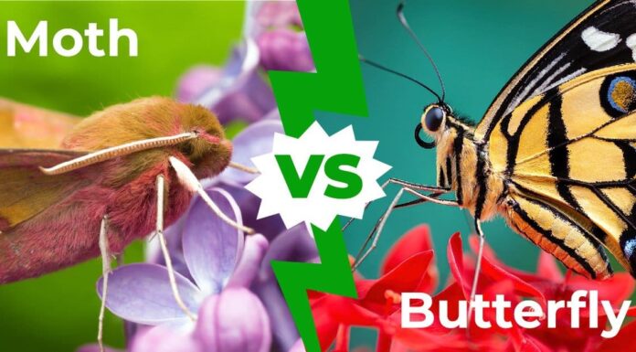Falena contro farfalla: le 8 differenze chiave
