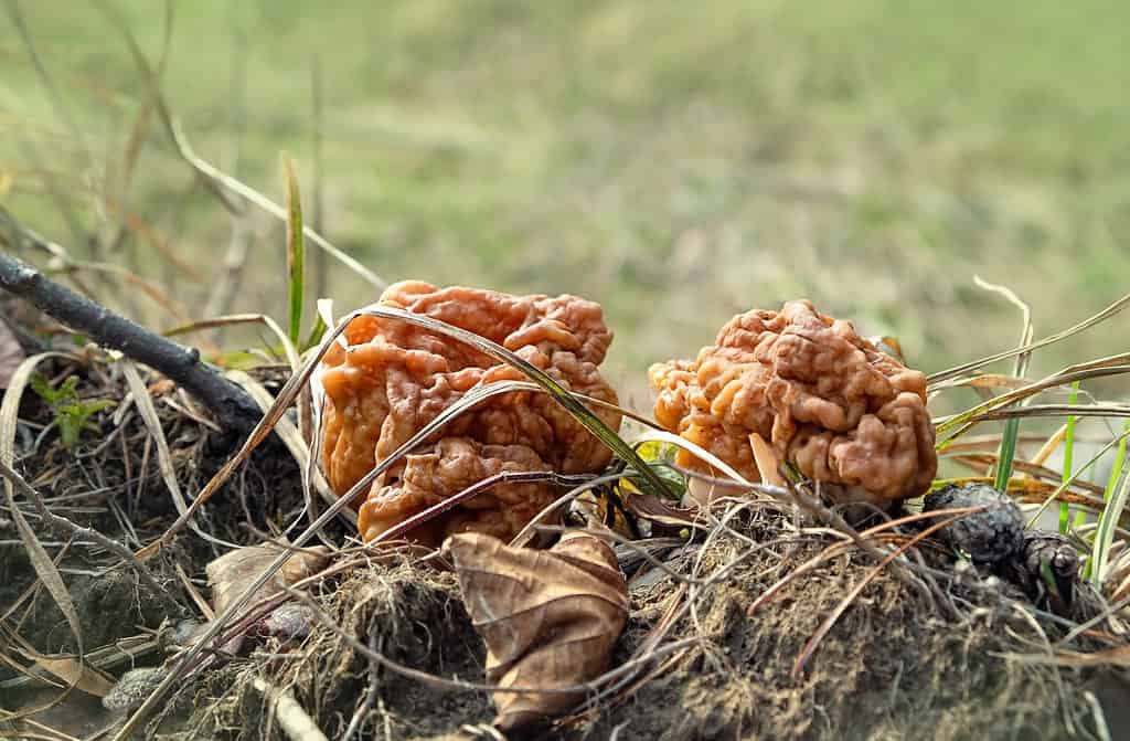 Gyromitra gigas (false spugnole) funghi che crescono in erba.